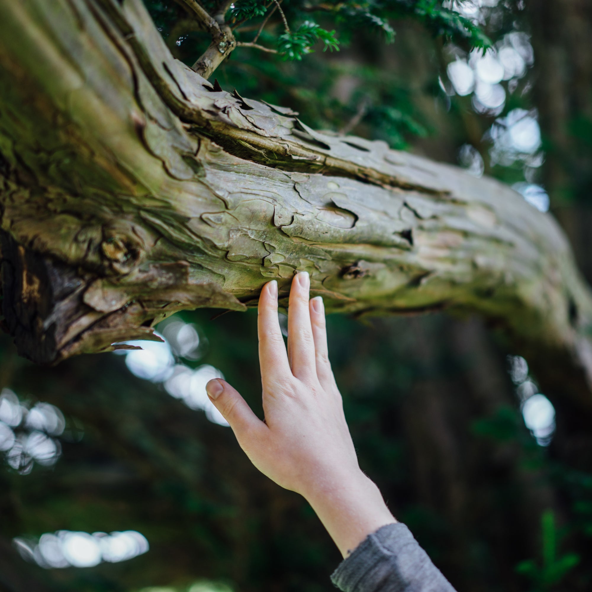 Trees = Life
