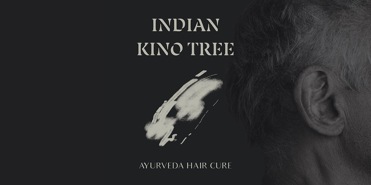 Indian Kino Tree